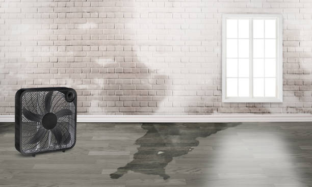 Best Ceiling water damage repair  in Bridge City, LA